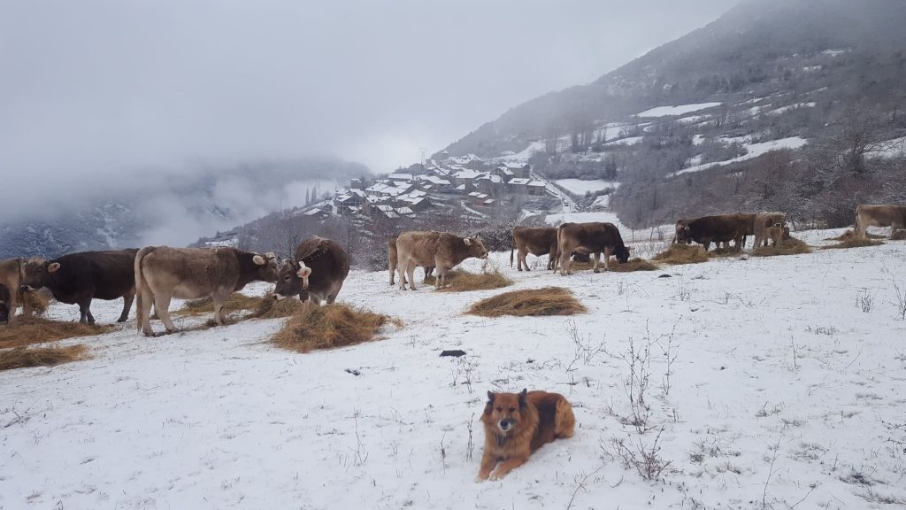 Les vaques de Casa Dondela i Roní al fons, tot nevat